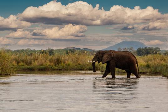 An elephant walking in water