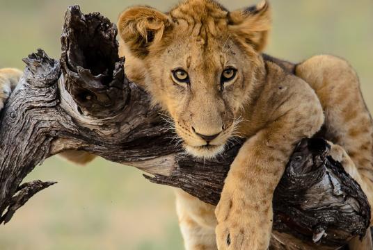 A lion cub on a tree branch