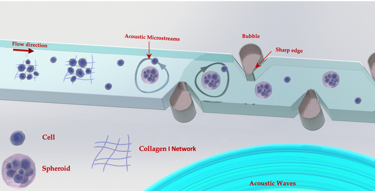 Conceptual illustration of acoustic spheroid formation mechanism by collagen assembly