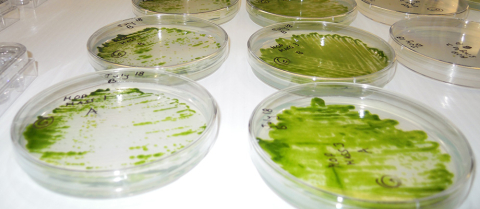 Petri dishes with algae