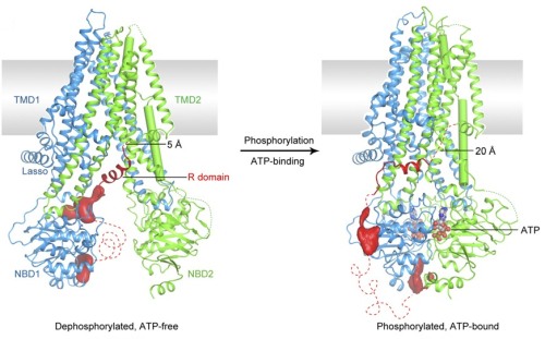 CFTR structure dephosphorylated and phosphorylated