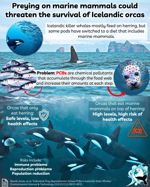 Orcas' shifting diets infographic