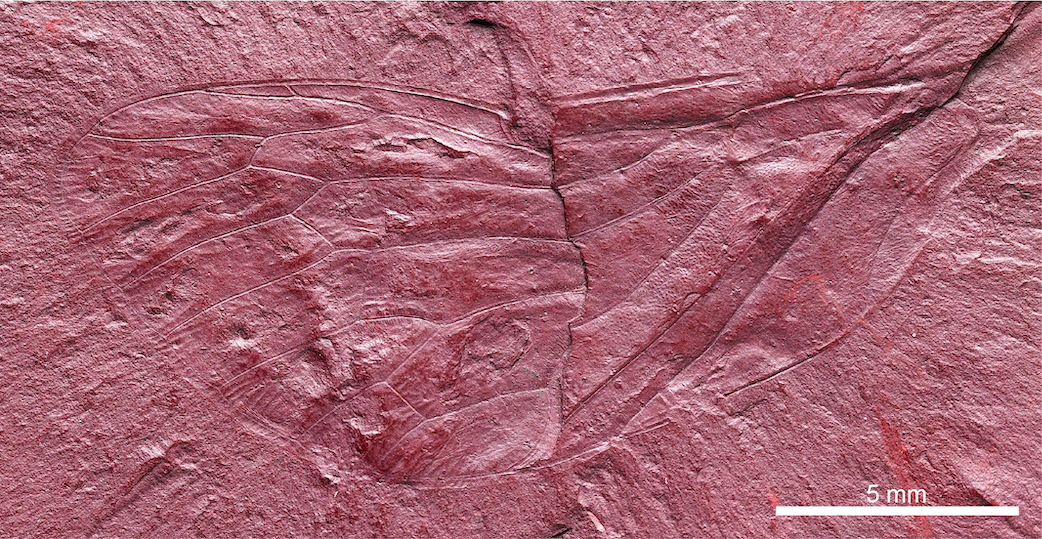 Maculaferrum blaisi fossil