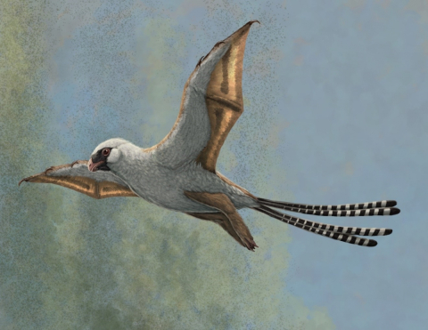 Bat-winged dinosaurs that could glide - McGill University