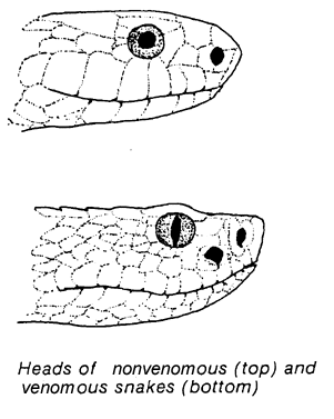 Poisonous Snake Head Vs Non Poisonous - Snake Poin