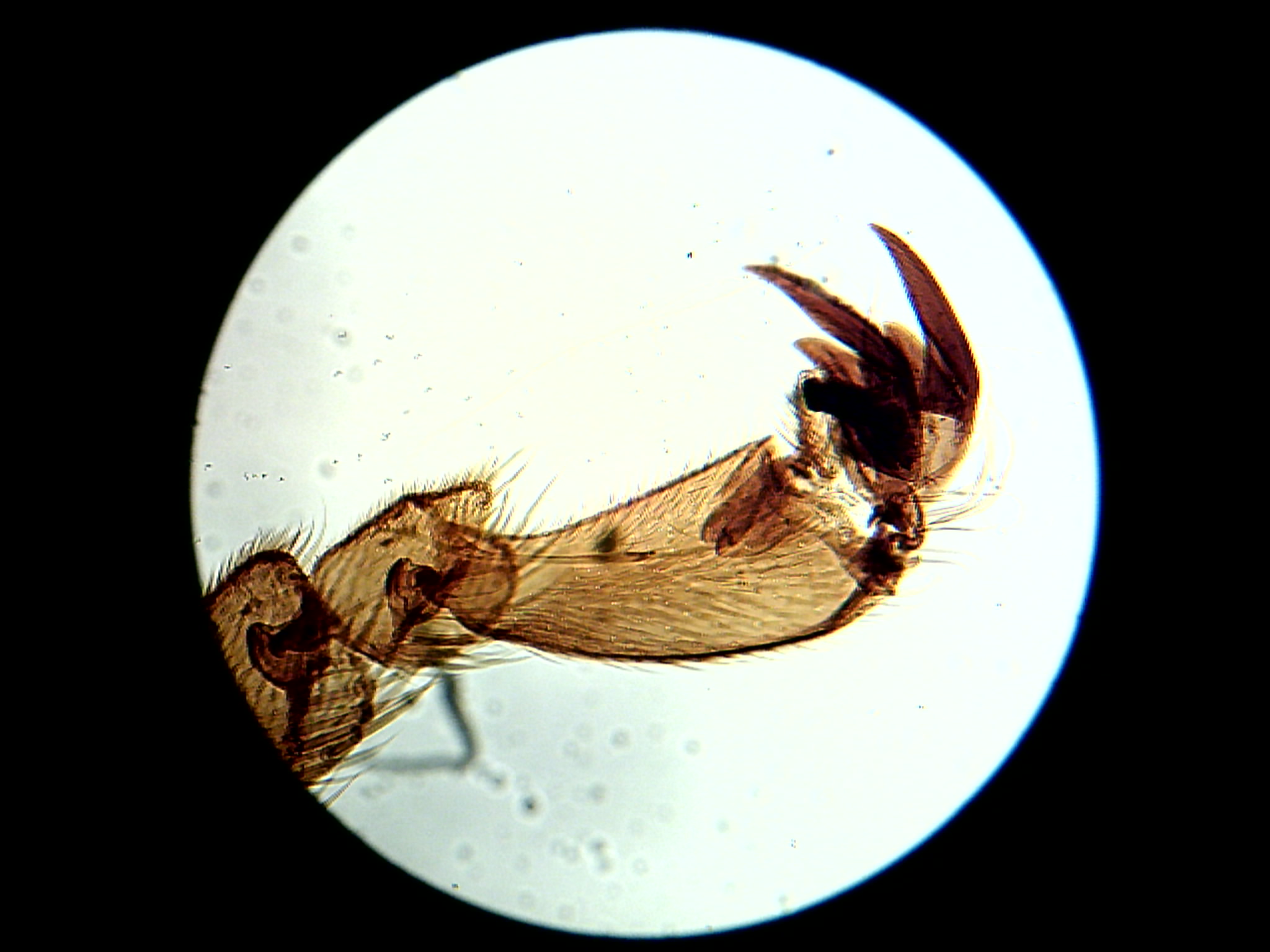 Under The Microscope: Bee's Knees | Office for Science and Society - McGill  University