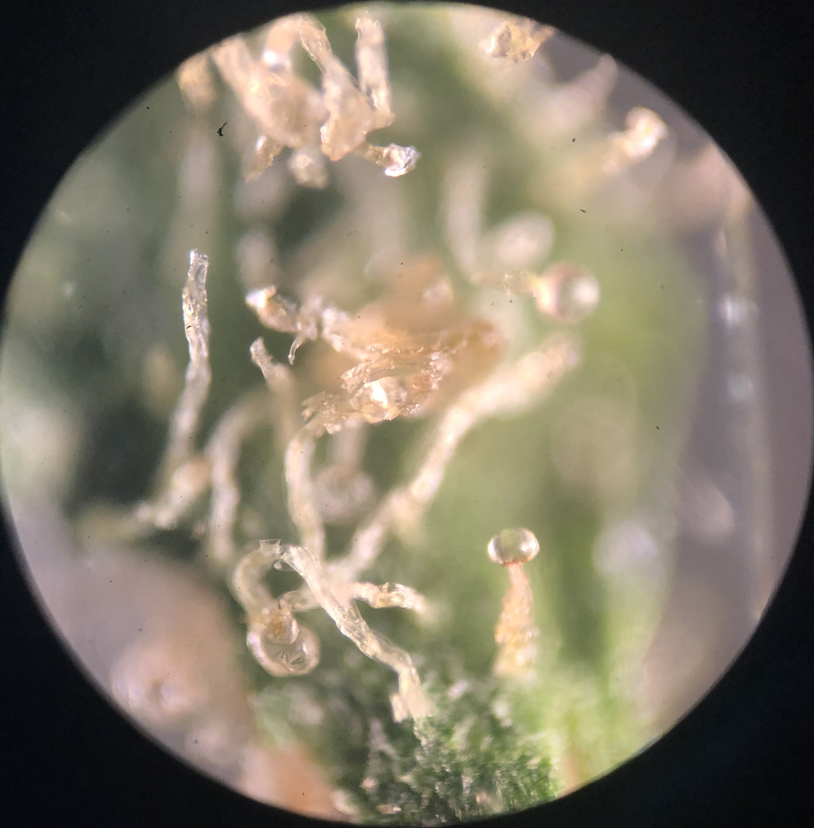 Under The Microscope: Cannabis | Office for Science and Society - McGill  University