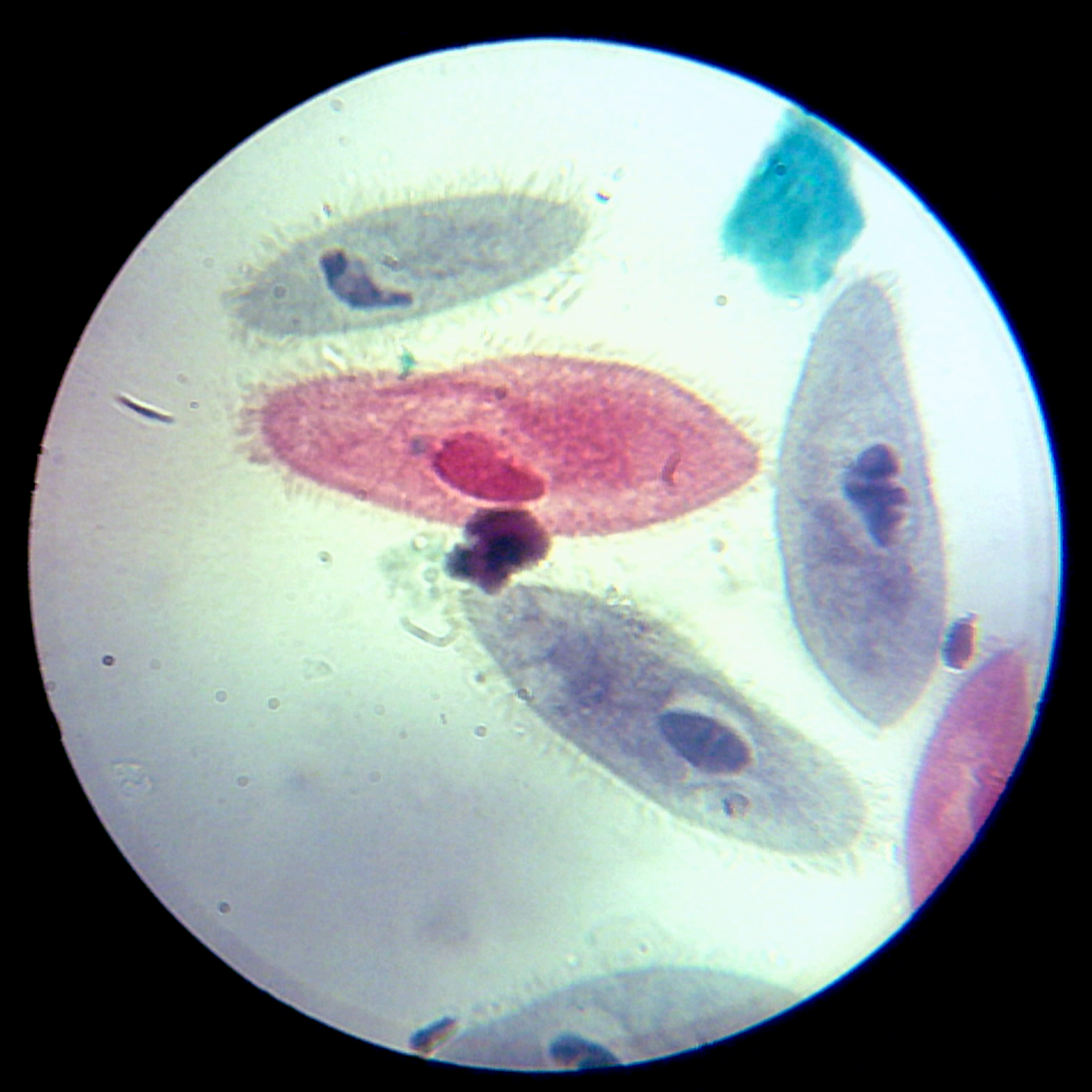 Paramecium Slide Labeled