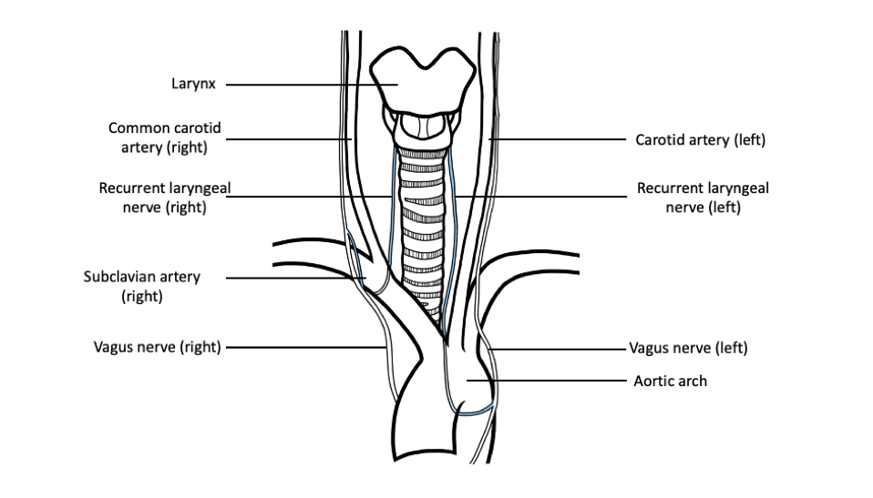 Laryngeal Nerves And Relationship To Aortic Arch Anat - vrogue.co