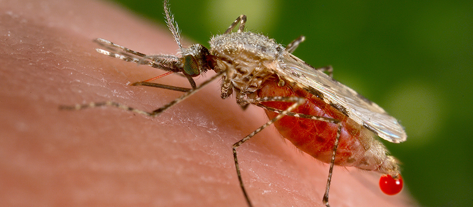 Why Mosquitos Bite You and How to Make Them Stop | Office for Science and  Society - McGill University