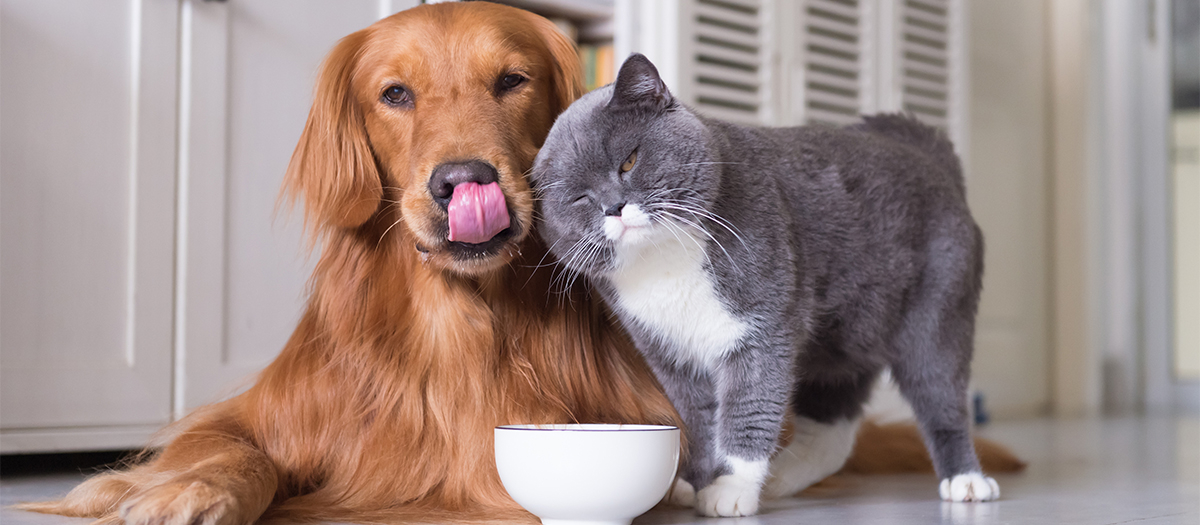 Wet Versus Dry Pet Food: Is One Better for Your Pet? | Office for Science  and Society - McGill University