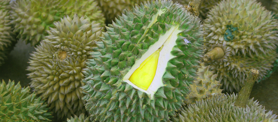 Hold Your Nose for the Durian Fruit Office for Science and