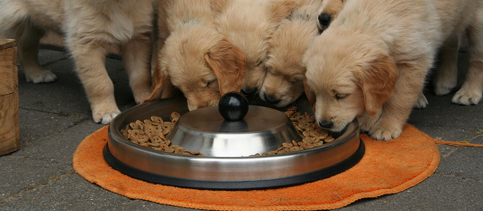 Feeding Dogs like they're Human: Raw, Grain-Free, and Vegan | Office for  Science and Society - McGill University
