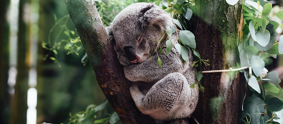 Detective server Maxim Eucalyptus Leaves: More than a Delicacy for Koalas | Office for Science and  Society - McGill University