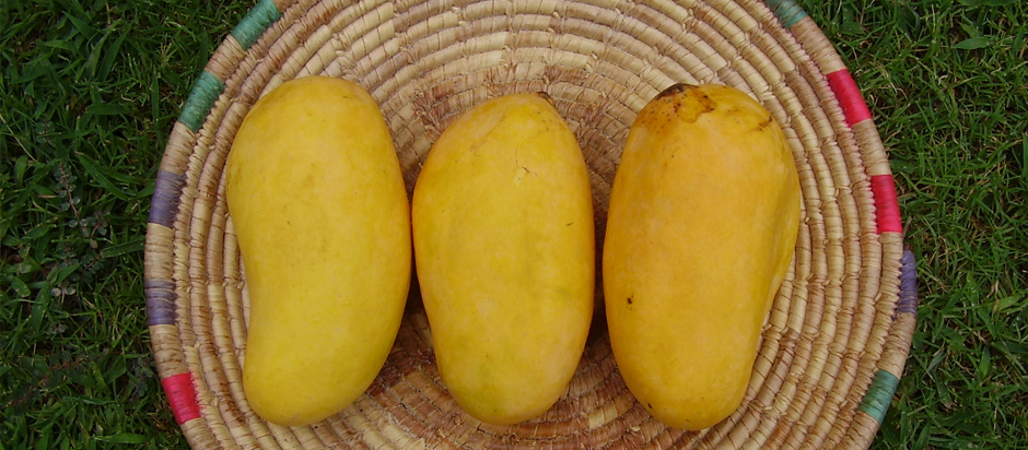 African Mango: Nutrients, Benefits, and Downsides