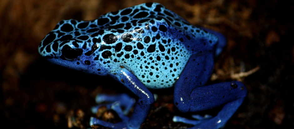South American Poison Dart Frog | Office for Science and Society - McGill  University
