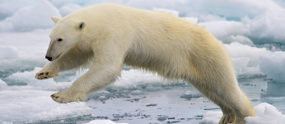 Polar bears can run up to 40 km per hour! | Office for Science and Society  - McGill University