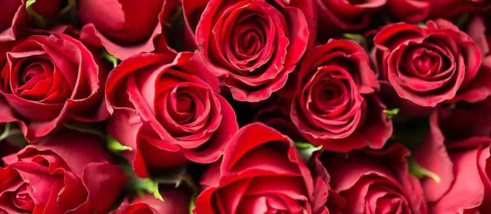 Valentine's Day! Time to Smell the Roses! | Office for Science and Society  - McGill University