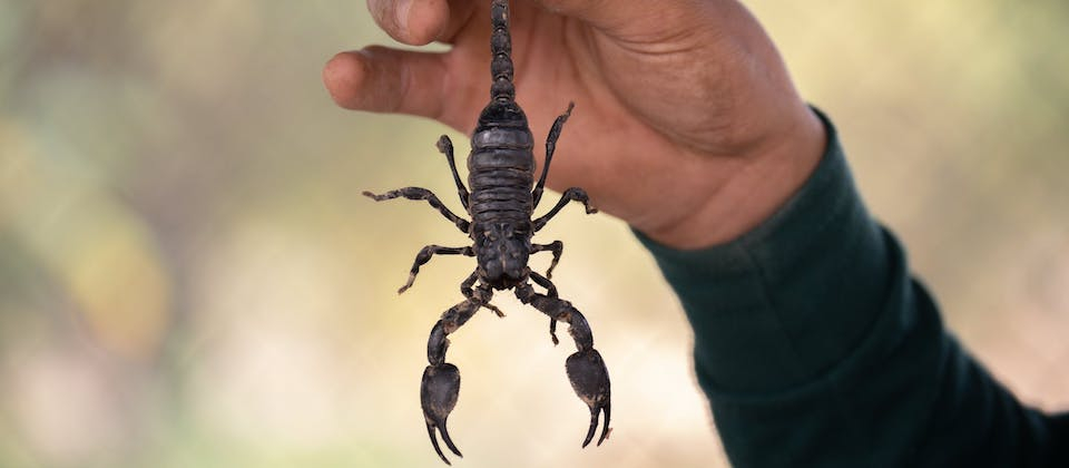 person holding a scorpion
