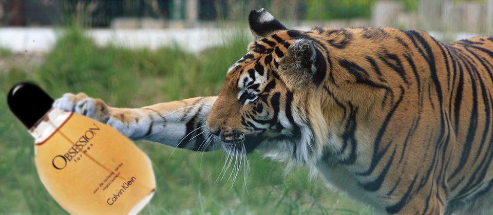 Did you know that tigers and jaguars are attracted to the scent of Calvin  Klein's Obsession for Men? | Office for Science and Society - McGill  University