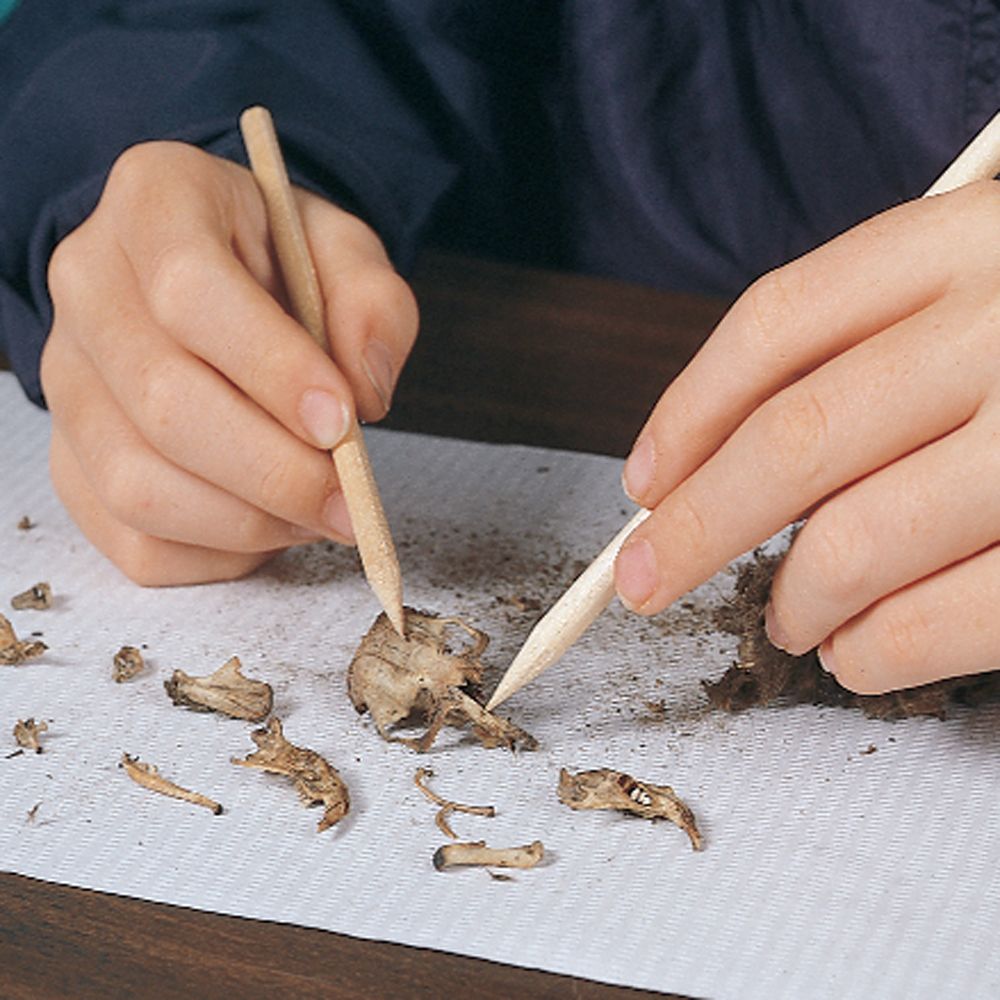 How to dissect owl pellets