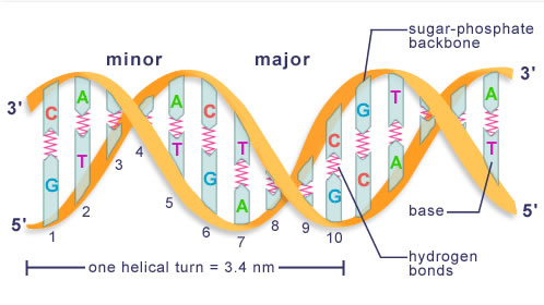 ADN et principes centraux de la biologie moléculaire | Études médicales de  premier cycle - McGill University